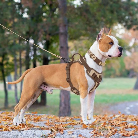 New Luxury No Pull Dog Harness