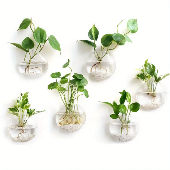 Glass Hydroponic Planter & Terrarium vase