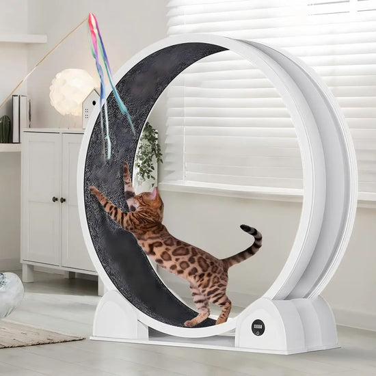 Quiet Cat Treadmill with Pedometer Running Wheel and Detachable Carpeted Runway